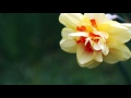 TERRY LEE HALE - FLOWERS FOR CLAUDIA | GLITTERHOUSE RECORDS