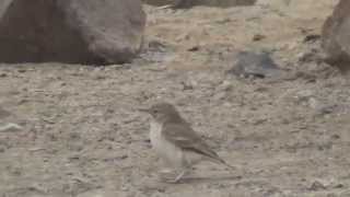 preview picture of video 'Aves del Perú: Pampero minero en Caral (Geositta peruviana)'