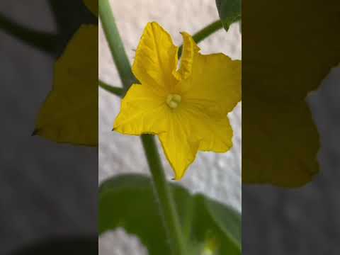 Cucumber flowers
