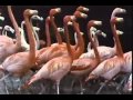 Classic Sesame Street Film Flamingoes On Film