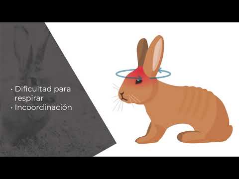 , title : 'Enfermedad Hemorrágica Viral de los Conejos'