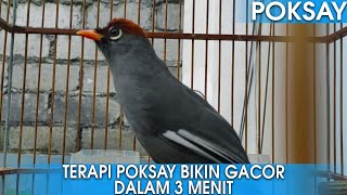 Download lagu SUARA BURUNG POKSAY MANDARIN GACOR PANCINGAN POKSAY MACET DALAM 3 MENIT! mp3 Download lagu SUARA BURUNG POKSAY MANDARIN GACOR PANCINGAN POKSAY MACET DALAM 3 MENIT! mp3