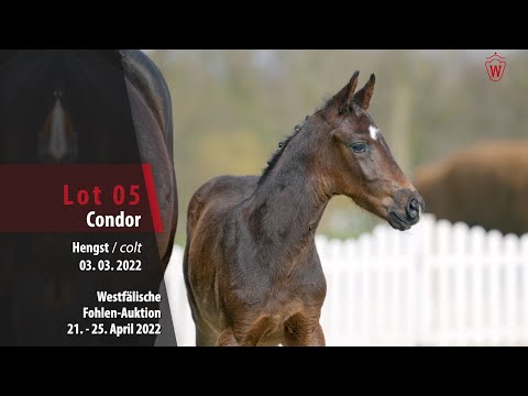 Fohlen-Auktion Lot 5 Condor Hengst v. Cornet Obolensky - Connor