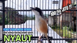 Download lagu cendet gacor BONGKAR ISIAN paling AMPUH PANCINGAN CENDET AGAR BUNYI bikin BURUNG PENTET GACOR NYAUT mp3 Download lagu cendet gacor BONGKAR ISIAN paling AMPUH PANCINGAN CENDET AGAR BUNYI bikin BURUNG PENTET GACOR NYAUT mp3