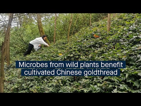 Rewilding the rhizomicrobiome: microbial partners of wild plants improve the health of cultivate...