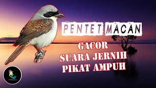 Download lagu Masteran Cendet Macan Gacor Suara Jernih, Pikat Ampuh mp3