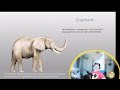 Elephant Trumpet