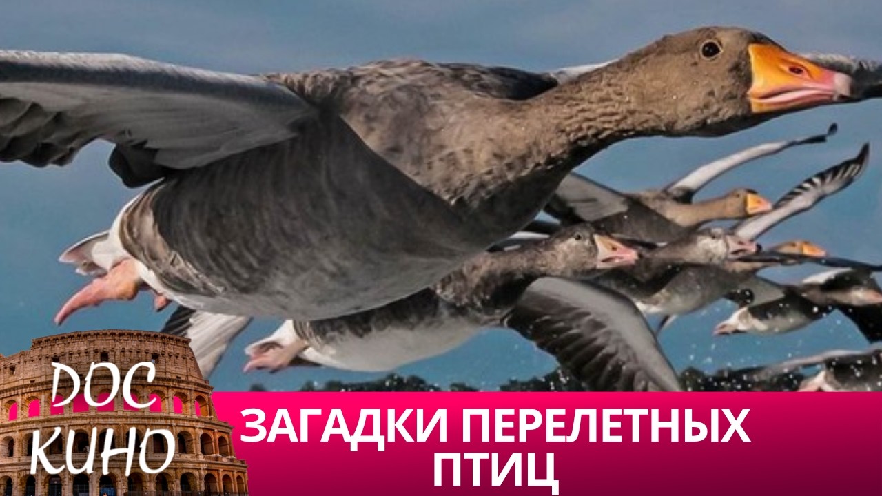 🎭ЗАГАДКИ ПЕРЕЛЕТНЫХ ПТИЦ  🌎 ДОКУМЕНТАЛЬНОЕ КИНО 🎆 2021