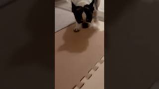 フレブル呼びたいなら、しゃがんでください。駆け寄ってくるよ。知らんけど。