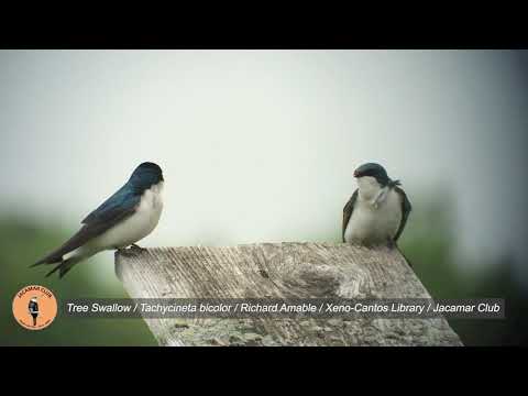Lastovička dvojfarebná (Tachycineta bicolor) — správanie, biotop a hlas