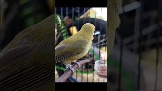 Download lagu Pleci Dakbal Nembak#shorts mp3 Download lagu Pleci Dakbal Nembak#shorts mp3