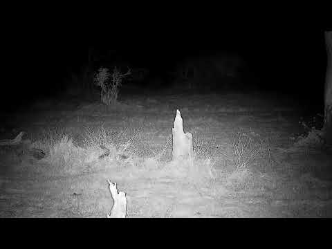 Djuma: Two Grey Duikers-Pt:1 - 21:45 - 08/10/21