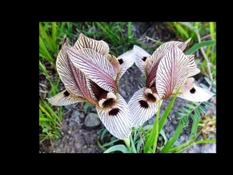 Hingalla by Diane Minassian ft Vincent Baguian and Wild flowers of Armenia