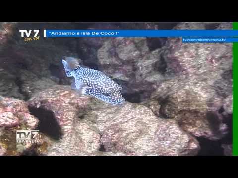 Tv7 con Voi del 28/05/2015 - Andiamo a Isla de Coco (2 di 3)