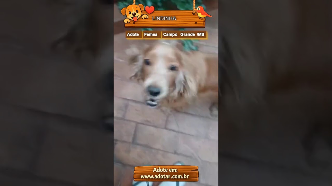 Cachorro raça Cocker idade 6 ou mais anos nome LINDINHA
