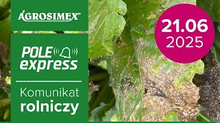 Jak skutecznie zwalczyć chwościka? | Komunikat Rolniczy