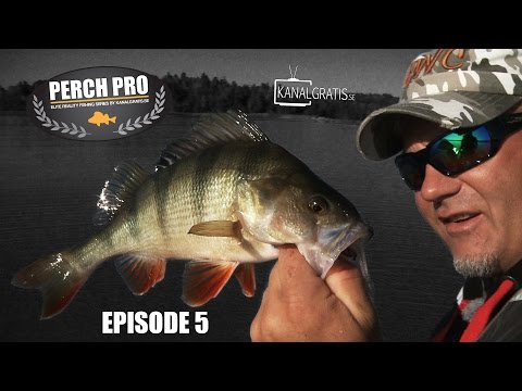 Perch Pro - EPISODE 5 - The Next Level of Perch Fishing | Kanalgratis.se