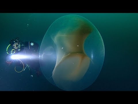 סרטון מדהים של ביצת דיונון ענק שנמצאה מתחת לאוקיינוס האטלנטי