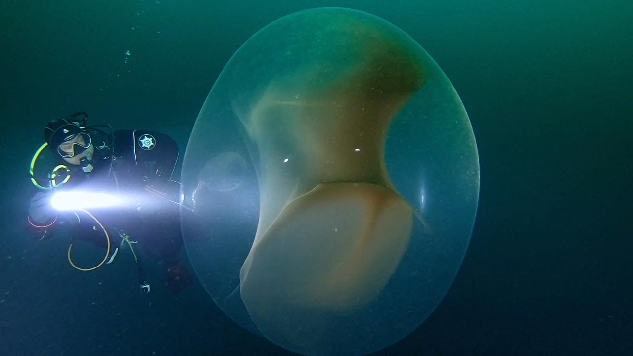 Swimming Next To Giant Squid Egg - YouTube