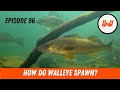 Video Thumbnail for Episode 96 // How do Walleye (And Other Species) Spawn