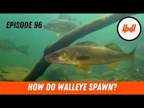 Episode 96 // How do Walleye (And Other Species) Spawn