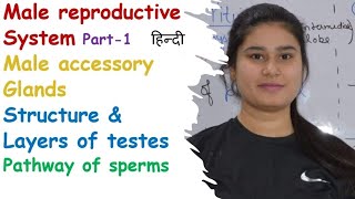 Male reproductive system | Part-1 | Male Accessory Glands | Organs | Structure | layers of Muscles