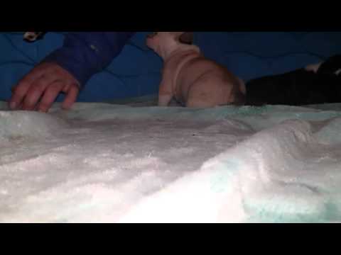 3 weeks old Ch TopNotch Queen xXx SinfulPits Bear