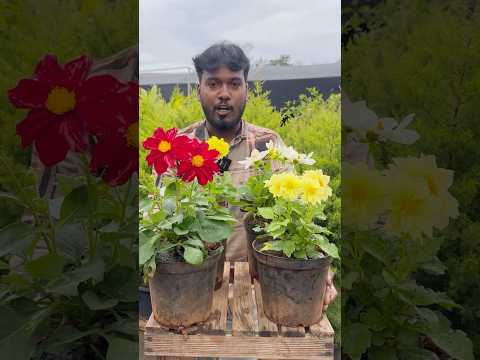 Dhalia plant tips #gardening #shorts
