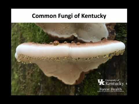 Fantastic Fungi II - Common Mushrooms of Kentucky