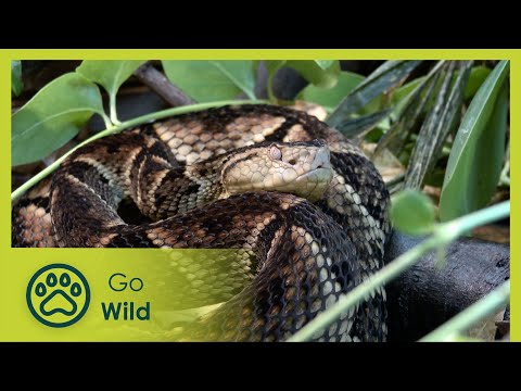 The Unknown Snakes of Bolivia 1/2 - Go Wild