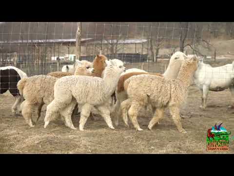 Alpaca - Căprițe pitice - Ponei jucăuși la ferma din parcul Dinosaur World Transylvania