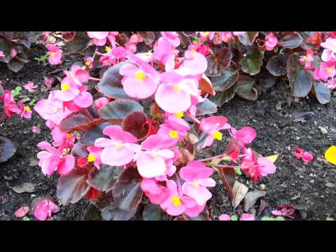 download lagu mp3 mp4 Begonia Bronze Leaf Scarlet, download lagu Begonia Bronze Leaf Scarlet gratis, unduh video klip Begonia Bronze Leaf Scarlet