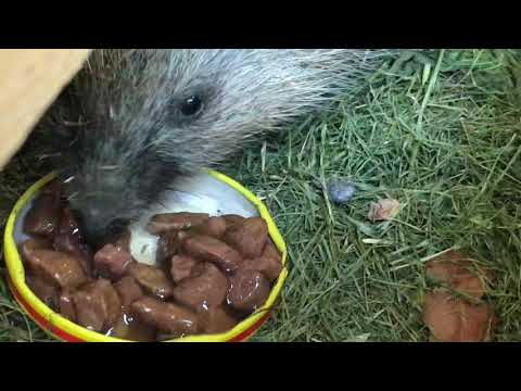 Jeż w ogrodzie -odcinek 1