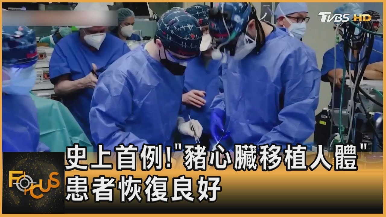 史上首例! 「基改豬心臟移植人體」患者恢復良好