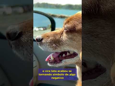 História do Vira Lata