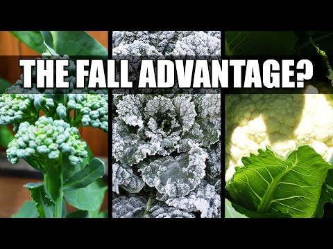 How To Grow Rosemary From Cuttings Two Ways BOTH Easy