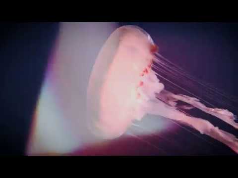 Jevin Julian ft. Petra Sihombing - Save Me, Poseidon (Lyric Video)