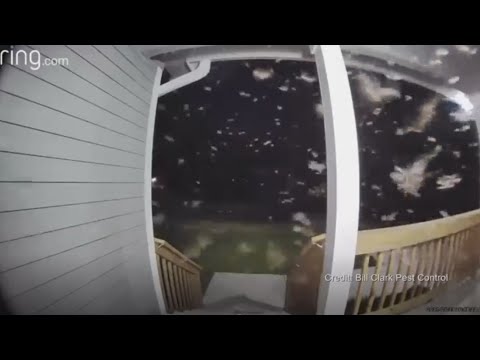 Termites swarm SETX, pest control explains protective measures