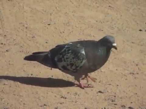 , title : 'Udvarló parlagi galamb (Feral pigeon; Columba livia f. domestica)'