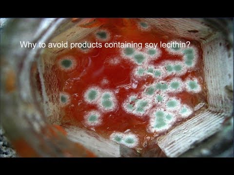 download lagu mp3 mp4 Is Soy Lecithin Gluten Free, download lagu Is Soy Lecithin Gluten Free gratis, unduh video klip Is Soy Lecithin Gluten Free