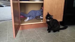 Супер кот Смешное видео про котов #3