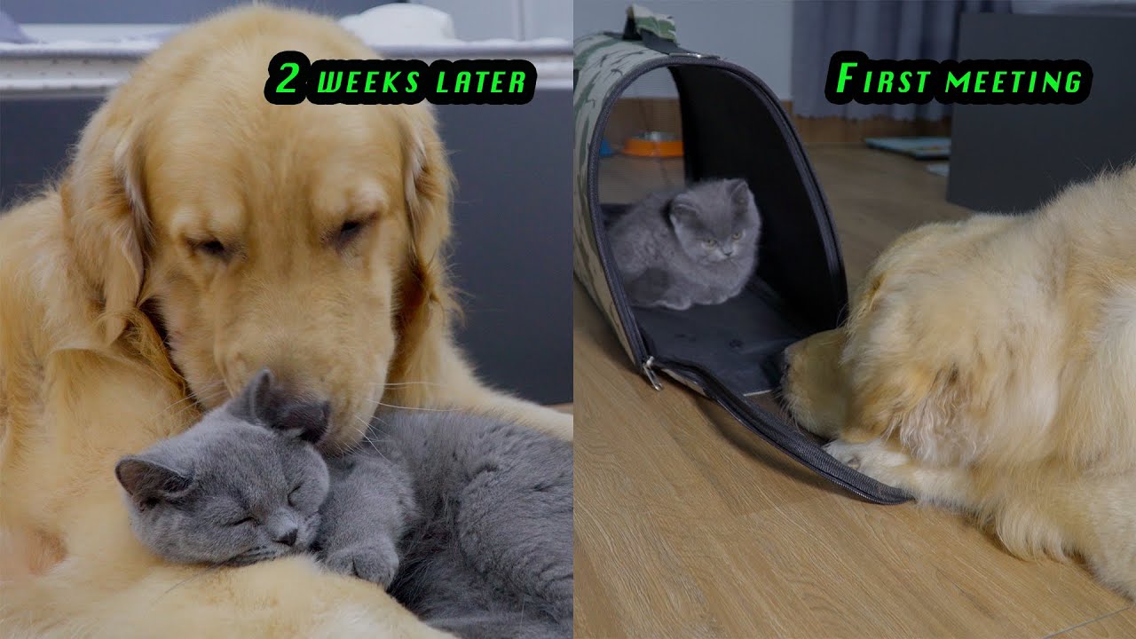 How My Golden Retriever Became So Close to a New Kitten So Fast! Just 2 Weeks!