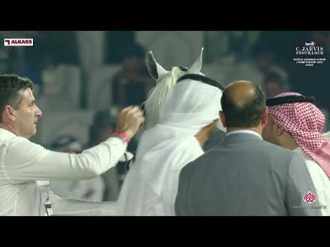 N 150 AJA JUSTAFIRE   World Arabian Horse Championship 2023   Doha   Senior Stallions   Section B
