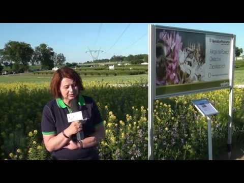 Mieszanki miododajne zapewniją pożywkę dla zapylaczy od wiosny do późnej jesieni