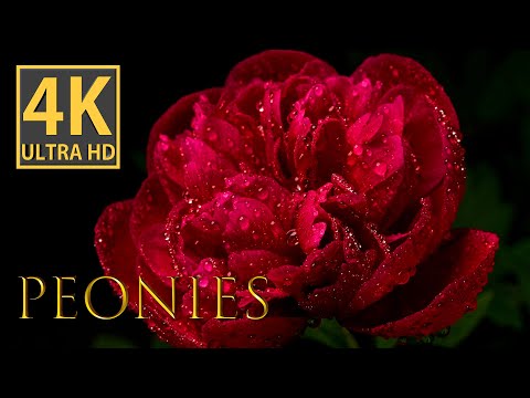 Mesmerizing 4K Macro Video: Unveiling the Fascination Between Peonies and Ants