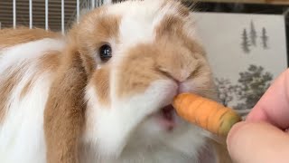 ウサギのにんじんを食べる音が最高に癒やされる！