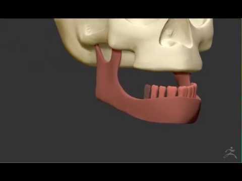 Skull - ZBrush Dynamesh Speed Sculpt