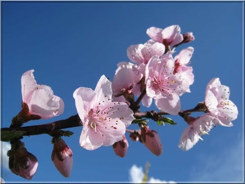 Rainay be fitia - Fihirana FFPM 616 - Feon-kira - CM RATIA