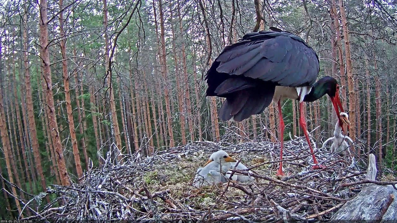 Must toonekurg~PLEASE DON'T WATCH IT! if you are sensitive. It's hard to bear!