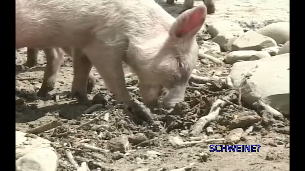 SCHWEINE?